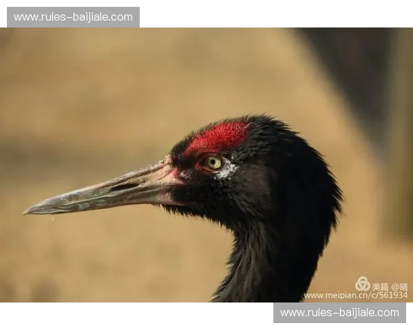 2008湖人vs爵士:科比的王者之路,保罗的绝代风华